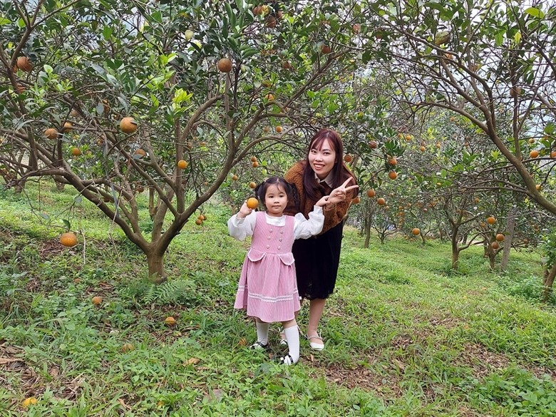 Khách du lịch tham gia trải nghiệm thu hoạch cam tại vườn.