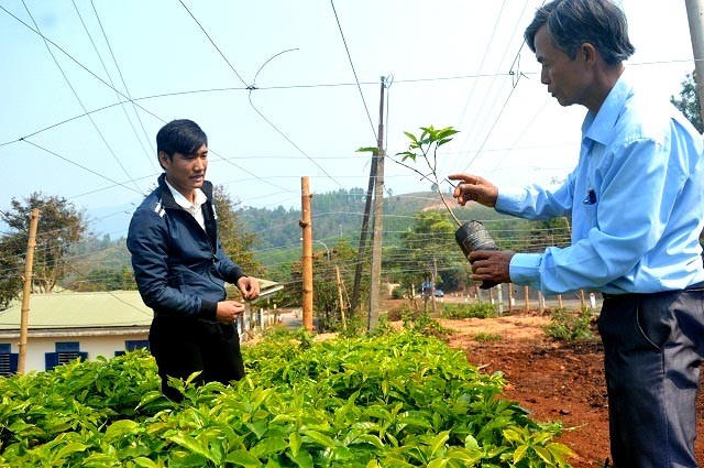 Vườn giống cà phê của HTX Chân Mây Bắc Hướng Hóa Vườn giống cà phê của HTX Chân Mây Bắc Hướng Hóa