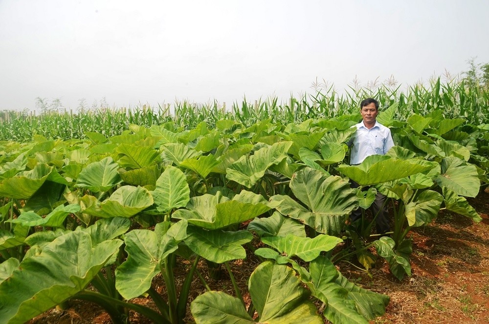 Cây khoai môn tại xã Vĩnh Kim, Vĩnh Linh đang mang lại hiệu quả kinh tế cao cho người dân nơi đây Cây khoai môn tại xã Vĩnh Kim, Vĩnh Linh đang mang lại hiệu quả kinh tế cao cho người dân nơi đây