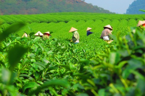 Khuyến công Phú Thọ hỗ trợ công nghiệp nông thôn mở rộng sản xuất, ứng dụng khoa học kỹ thuật Khuyến công Phú Thọ hỗ trợ công nghiệp nông thôn mở rộng sản xuất, ứng dụng khoa học kỹ thuật