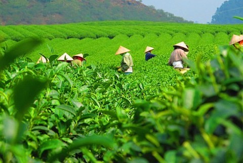 Khuyến công Phú Thọ hỗ trợ công nghiệp nông thôn mở rộng sản xuất, ứng dụng khoa học kỹ thuật