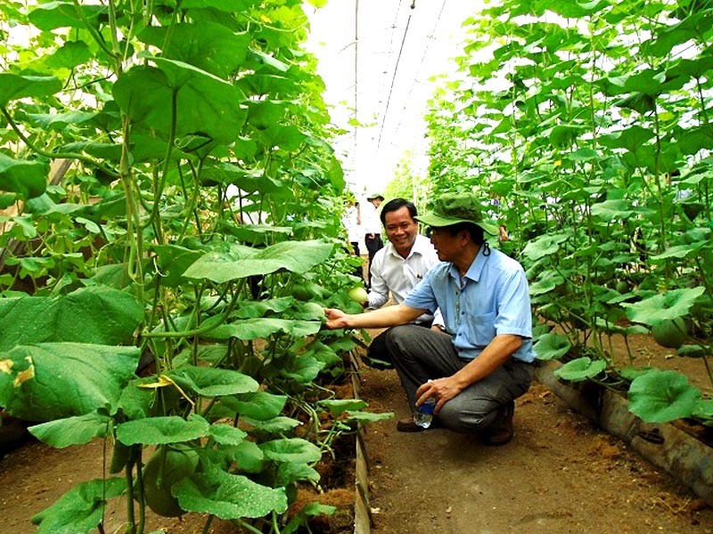  Mô hình trồng dưa lưới công nghệ cao của Công ty cổ phần nông nghiệp ứng dụng Công nghệ cao An Thái (U&I)