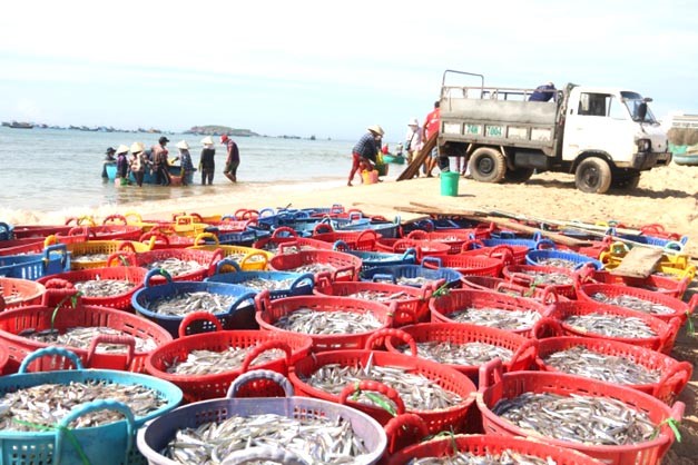 Cá cơm,nguyên liệu làm nên thương hiệu nước mắm Phan Thiết Cá cơm,nguyên liệu làm nên thương hiệu nước mắm Phan Thiết