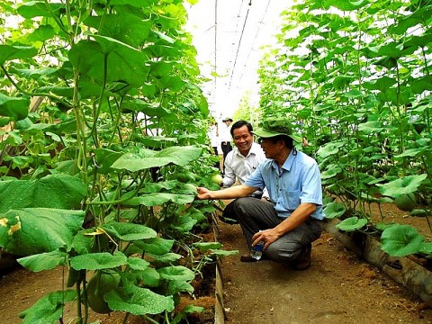 Bình Dương: Ứng dụng khoa học vào sản xuất nông nghiệp công nghệ cao