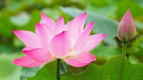 Sự tích hoa sen lưu truyền trong dân gian