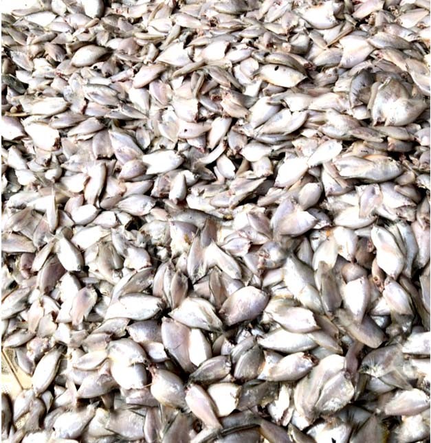 Cá sặc – loại cá đặc trưng xứ Tây Đô