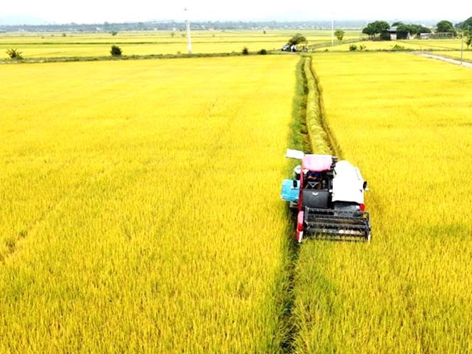 Mùa lúa chín trên cánh đồng Buôn Choah Mùa lúa chín trên cánh đồng Buôn Choah