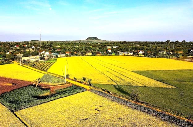 Cánh đồng lúa xã Buôn Choah Cánh đồng lúa xã Buôn Choah