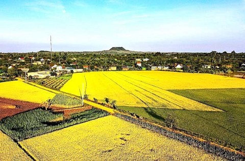 “Lúa gạo Krông Nô” điểm đặc biệt tạo nên thương hiệu