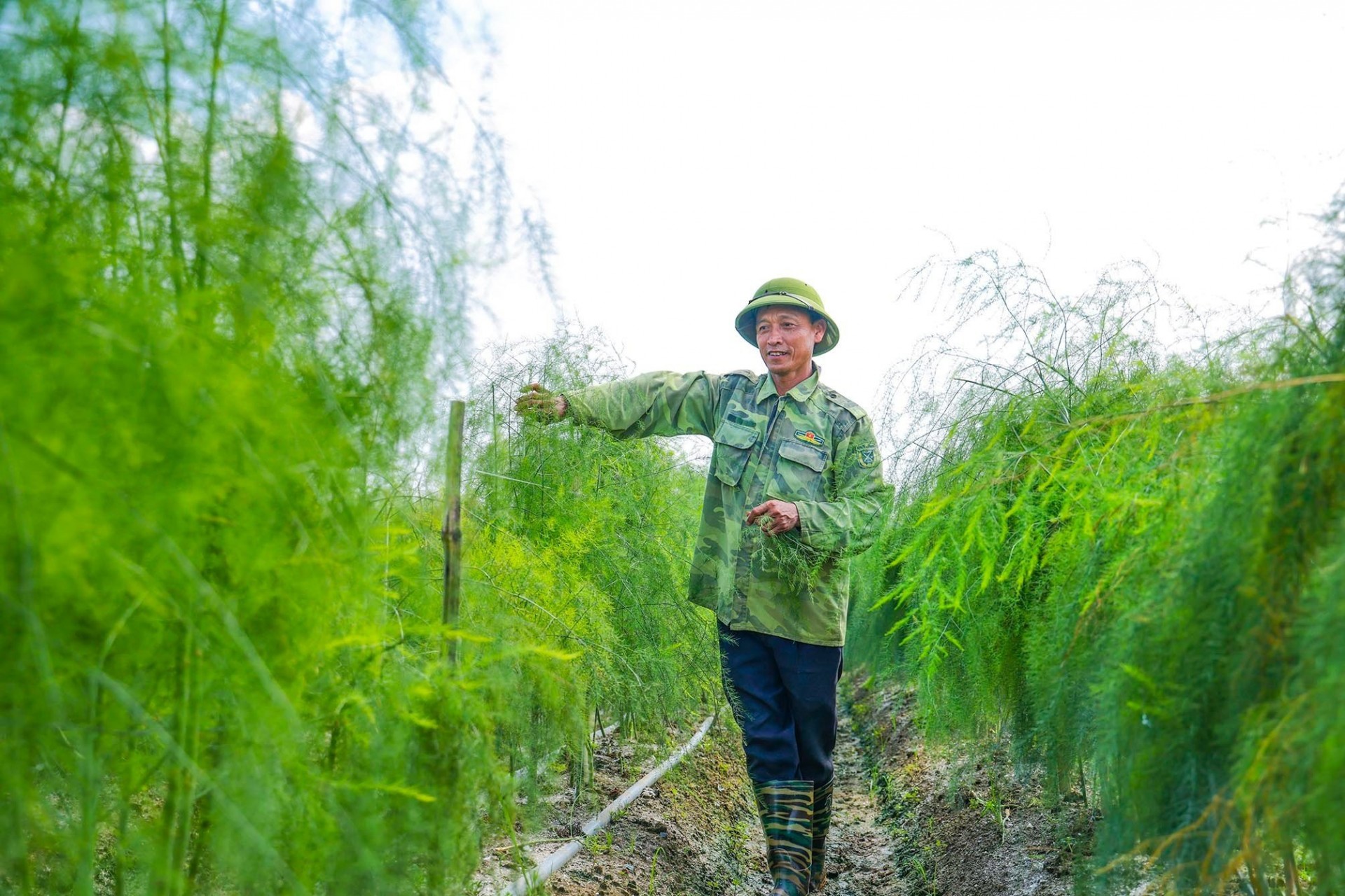 Mô hình trồng măng tây xanh theo hướng hữu cơ của gia đình ông Nguyễn Xuân Hòa cho thu hoạch khoảng 20 kg măng tây/ngày. Ảnh: Trà Hương Mô hình trồng măng tây xanh theo hướng hữu cơ của gia đình ông Nguyễn Xuân Hòa cho thu hoạch khoảng 20 kg măng tây/ngày. Ảnh: Trà Hương