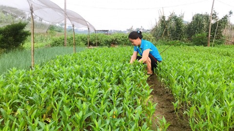 nguon thuc pham sach tu lang nghe trong rau an toan tan duc
