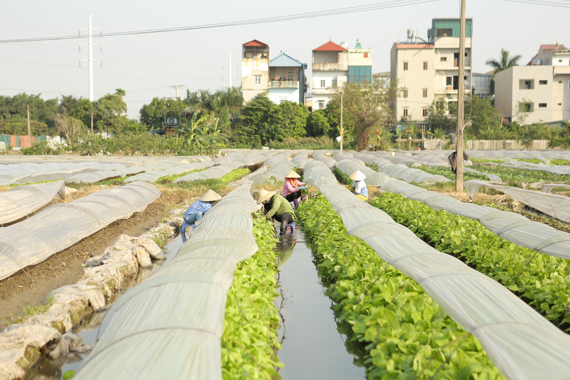 Nguồn thực phẩm sạch từ làng nghề trồng rau an toàn Tân Đức Nguồn thực phẩm sạch từ làng nghề trồng rau an toàn Tân Đức