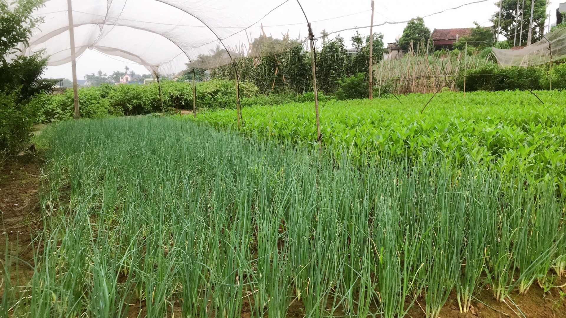 Nguồn thực phẩm sạch từ làng nghề trồng rau an toàn Tân Đức Nguồn thực phẩm sạch từ làng nghề trồng rau an toàn Tân Đức