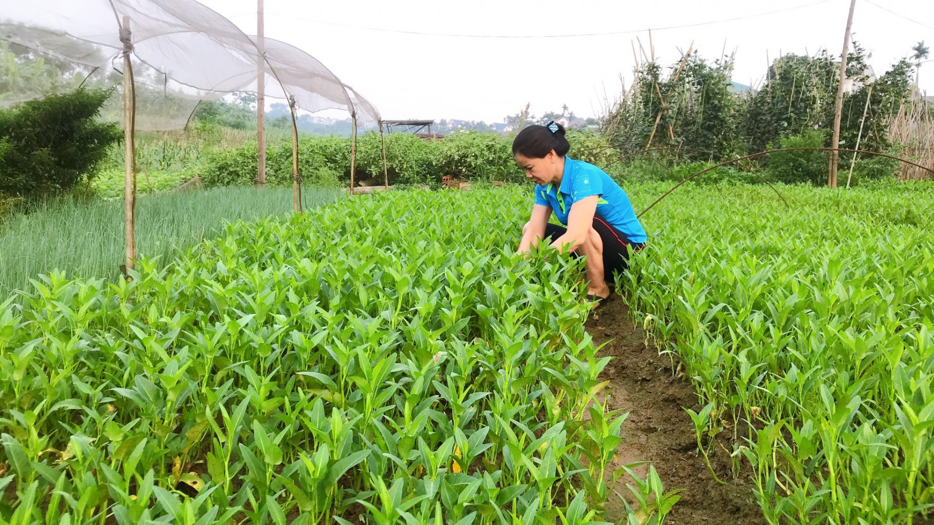 Nguồn thực phẩm sạch từ làng nghề trồng rau an toàn Tân Đức Nguồn thực phẩm sạch từ làng nghề trồng rau an toàn Tân Đức
