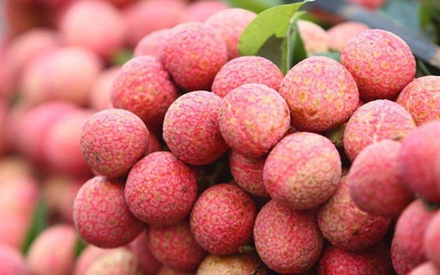 Ngắm vườn vải thiều sắp ra nước ngoài ở vùng cao Bắc Giang Ngắm vườn vải thiều sắp ra nước ngoài ở vùng cao Bắc Giang