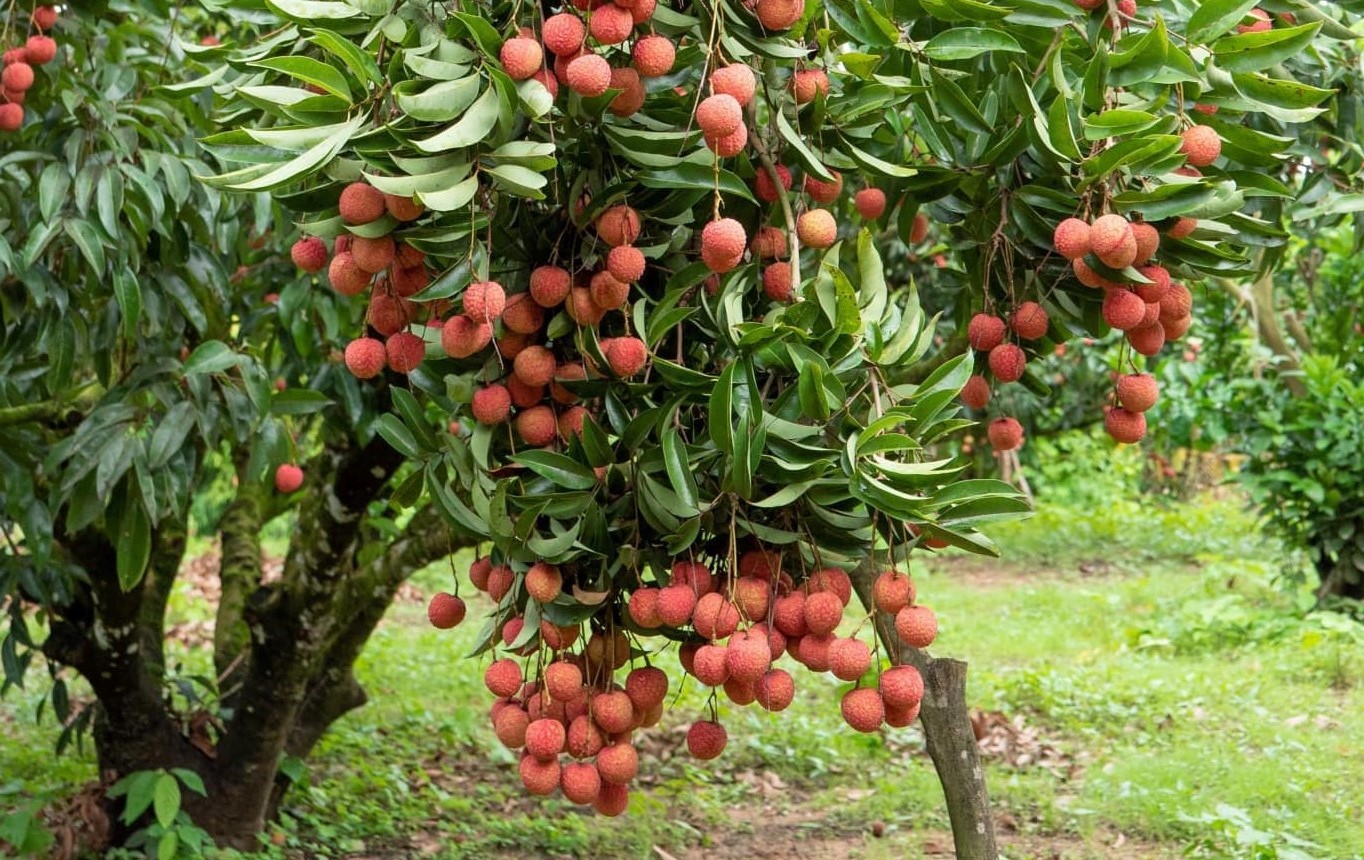 Ngắm vườn vải thiều sắp ra nước ngoài ở vùng cao Bắc Giang Ngắm vườn vải thiều sắp ra nước ngoài ở vùng cao Bắc Giang