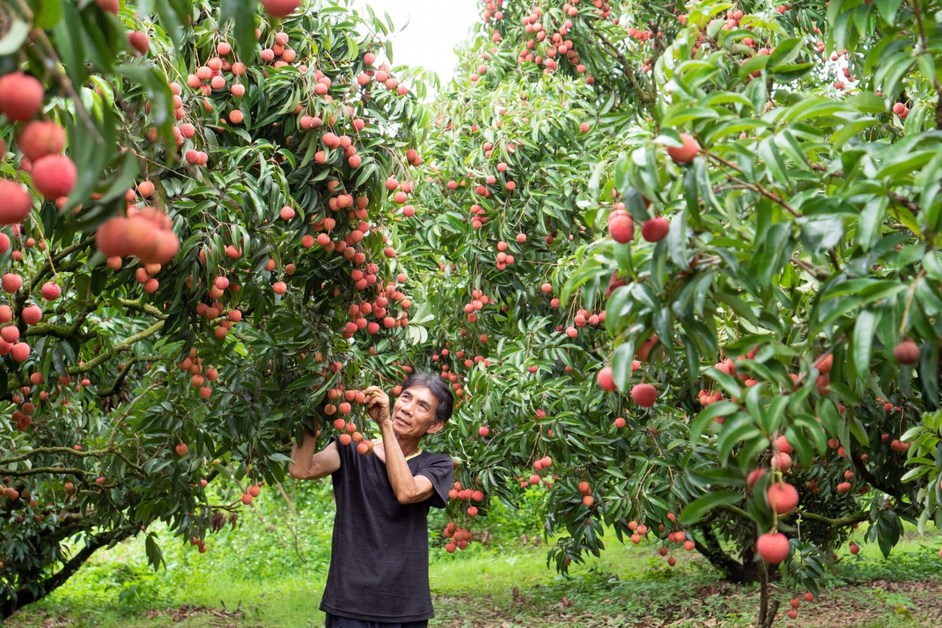 Ngắm vườn vải thiều sắp ra nước ngoài ở vùng cao Bắc Giang Ngắm vườn vải thiều sắp ra nước ngoài ở vùng cao Bắc Giang