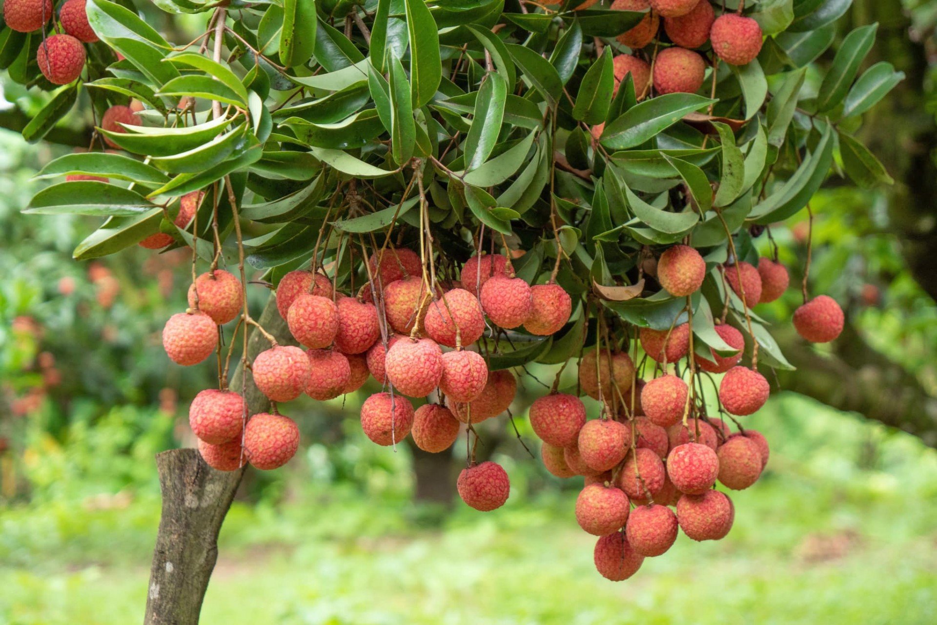 Ngắm vườn vải thiều sắp ra nước ngoài ở vùng cao Bắc Giang Ngắm vườn vải thiều sắp ra nước ngoài ở vùng cao Bắc Giang