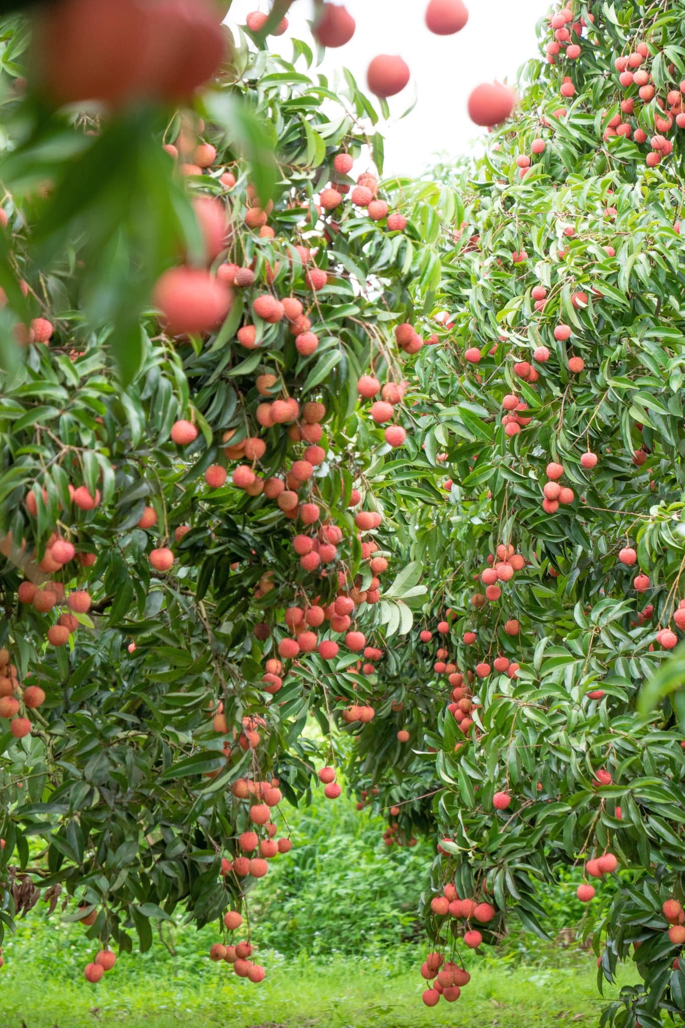 Ngắm vườn vải thiều sắp ra nước ngoài ở vùng cao Bắc Giang Ngắm vườn vải thiều sắp ra nước ngoài ở vùng cao Bắc Giang