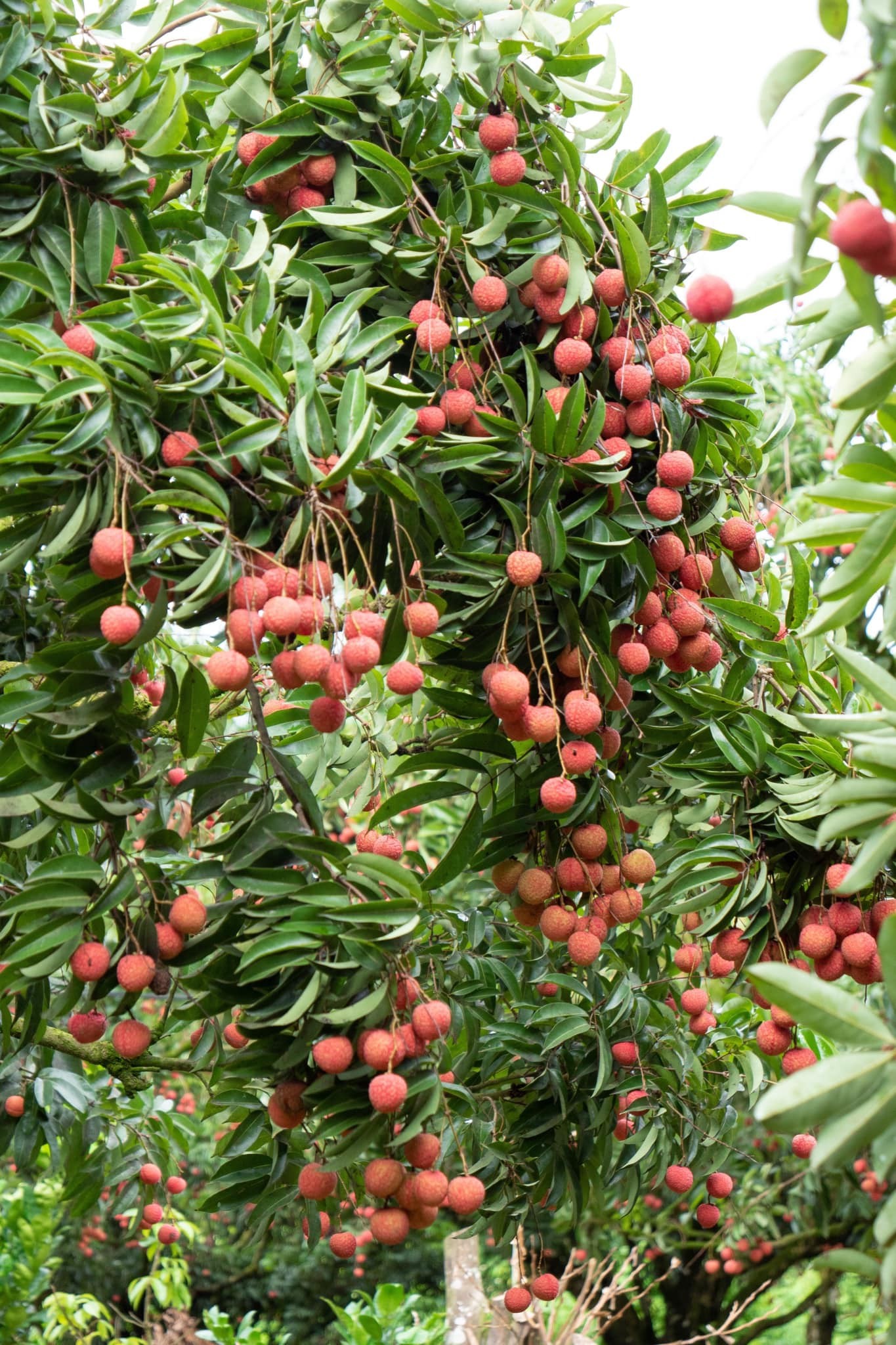 Ngắm vườn vải thiều sắp ra nước ngoài ở vùng cao Bắc Giang Ngắm vườn vải thiều sắp ra nước ngoài ở vùng cao Bắc Giang