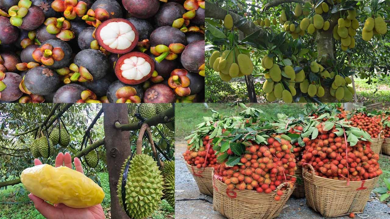 Cù lao Tân Qui mùa trái chín