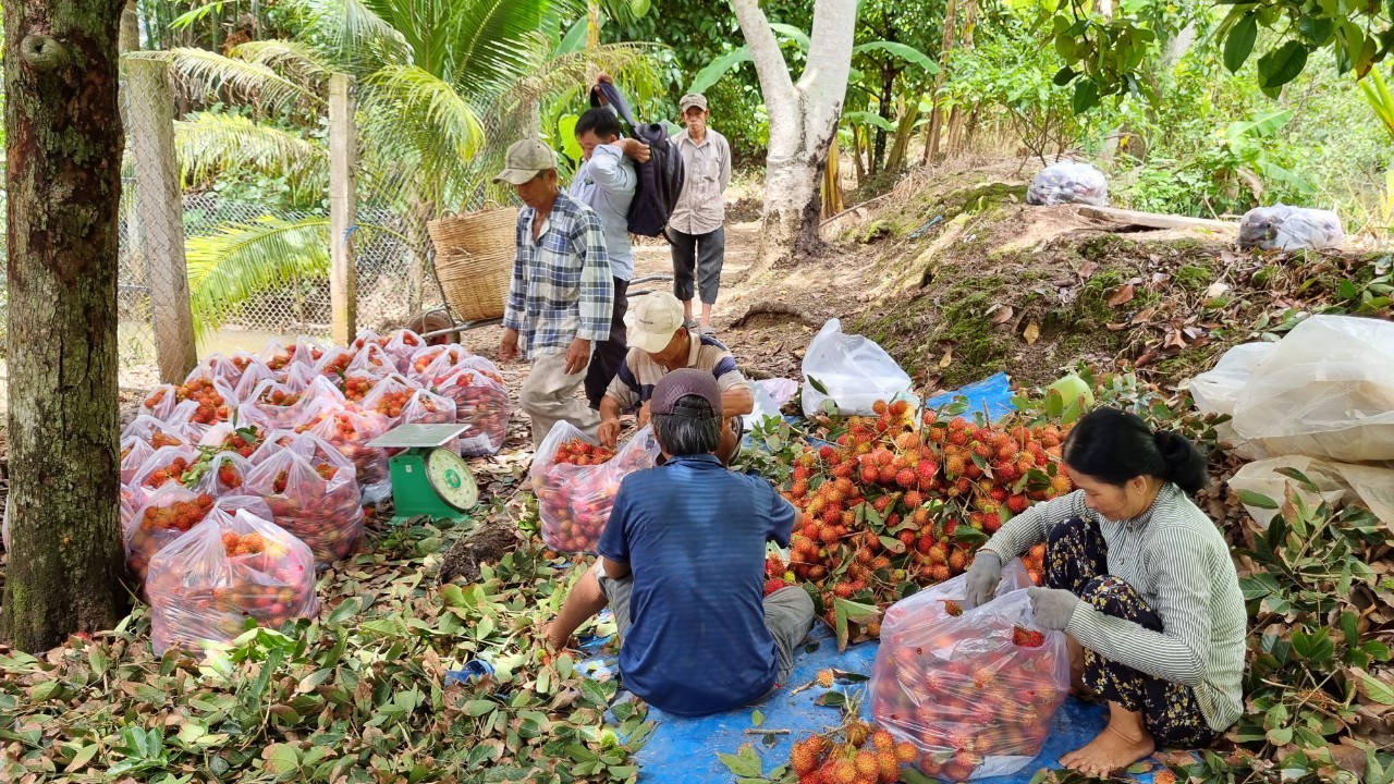 Cù lao Tân Qui mùa trái chín