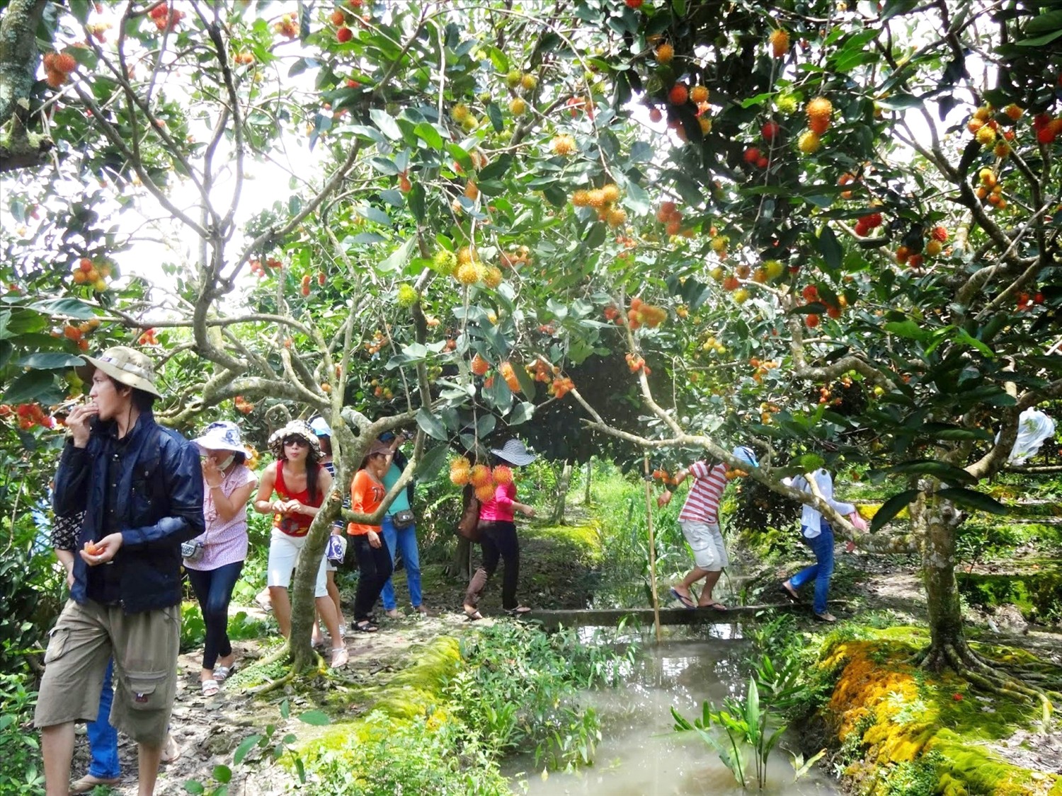 Du khách thập phương đến thưởng thức vị ngọt của trái cây Cù lao Tân Qui