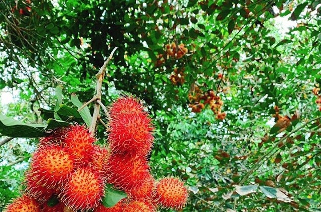 Cù lao Tân Qui mùa trái chín