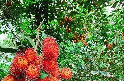 Cù lao Tân Qui mùa trái chín