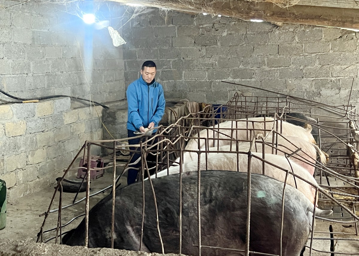 Anh Giàng Mí Sùng chăm sóc đàn lợn.