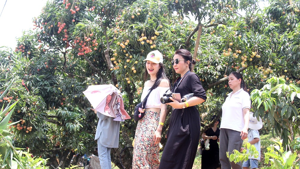 Khách du lịch trải nghiệm vườn vải. Khách du lịch trải nghiệm vườn vải.