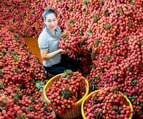 Lần đầu tiên Lục Ngạn (Bắc Giang) tổ chức chương trình du lịch "Lục Ngạn mùa vải chín"