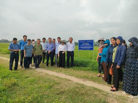 Mở rộng sản xuất lúa theo hướng hữu cơ gắn với tiêu thụ sản phẩm