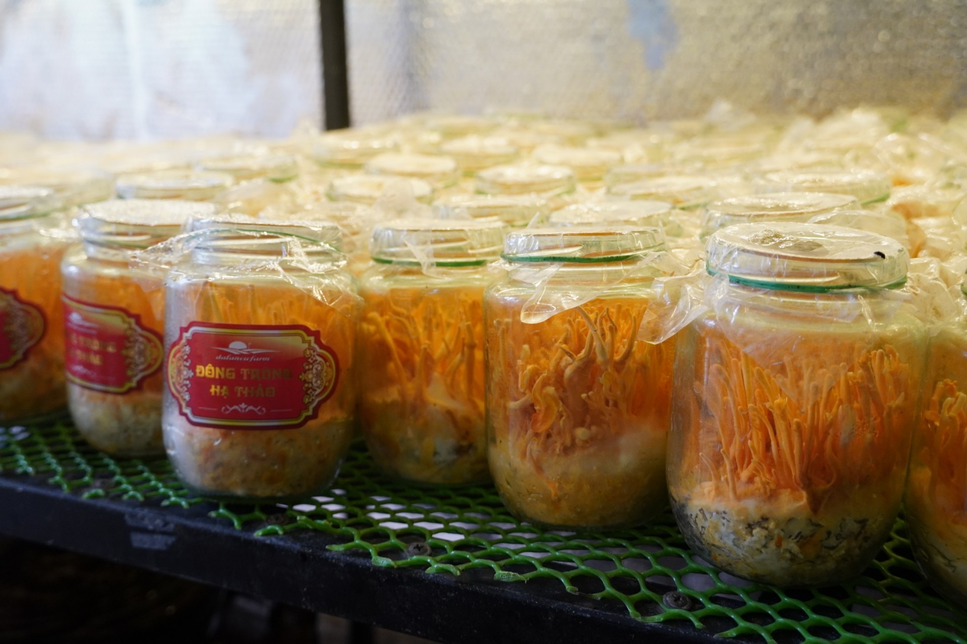 Lâm Đồng: Nỗ lực đưa sản phẩm dược liệu đến gần hơn với người tiêu dùng