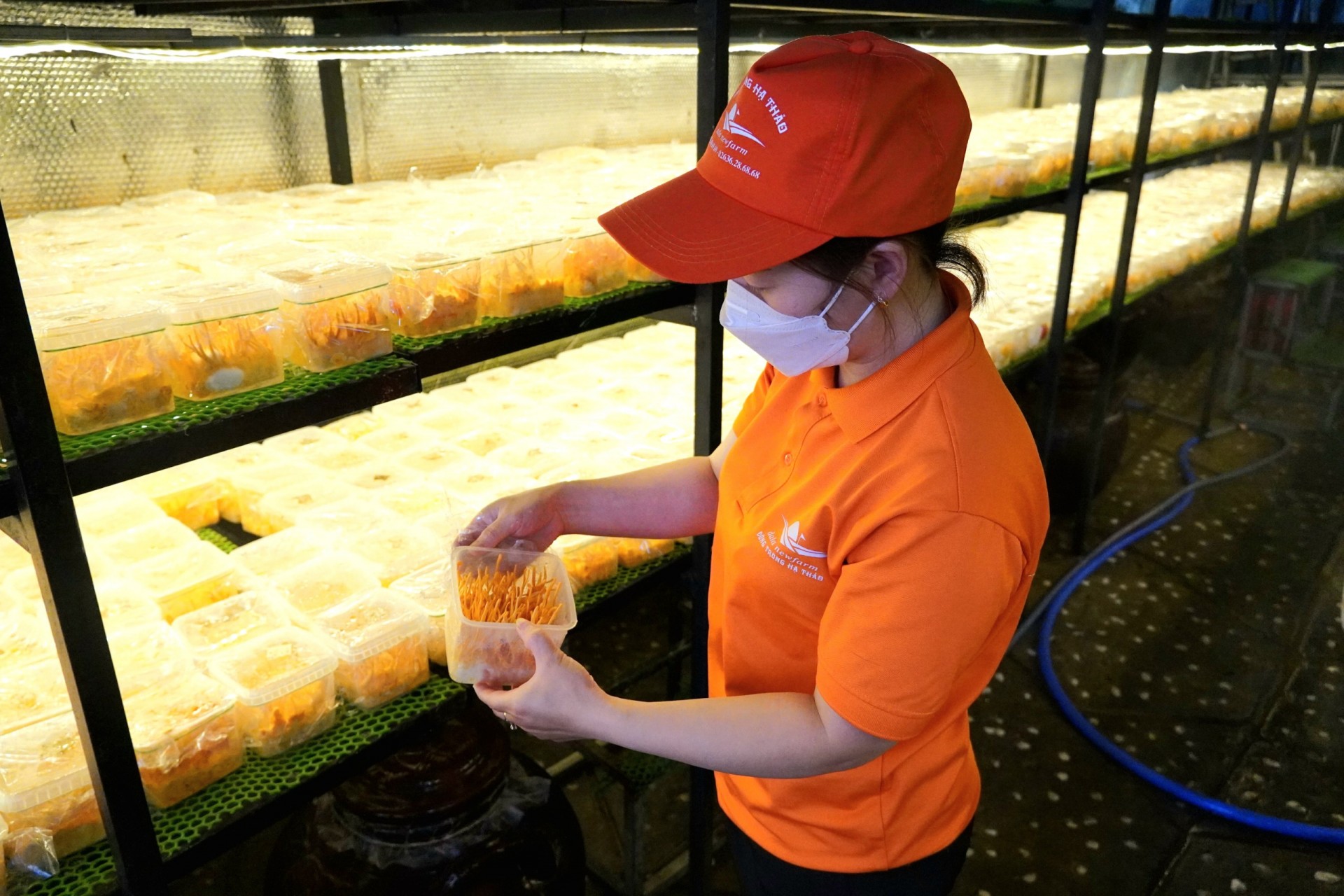 Lâm Đồng: Nỗ lực đưa sản phẩm dược liệu đến gần hơn với người tiêu dùng