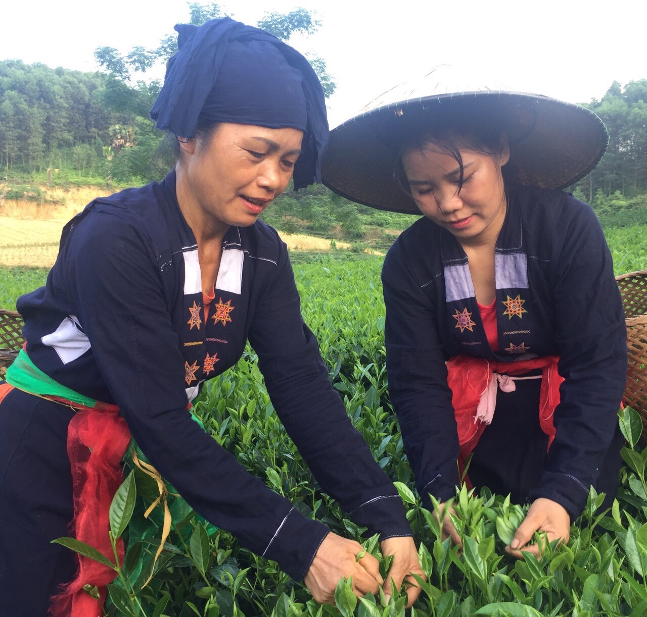 HTX chè An Toàn Khe Cốc ưu tiên sản xuất chè hữu cơ HTX chè An Toàn Khe Cốc ưu tiên sản xuất chè hữu cơ