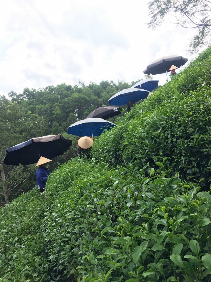 HTX chè An Toàn Khe Cốc ưu tiên sản xuất chè hữu cơ HTX chè An Toàn Khe Cốc ưu tiên sản xuất chè hữu cơ