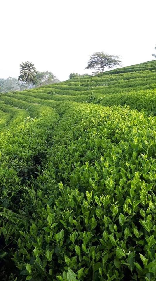 HTX chè An Toàn Khe Cốc ưu tiên sản xuất chè hữu cơ HTX chè An Toàn Khe Cốc ưu tiên sản xuất chè hữu cơ