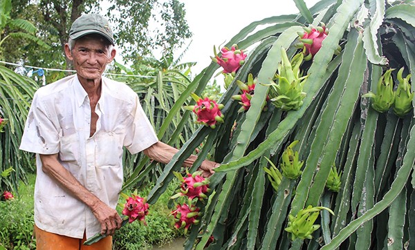 Người dân tại nhiều xã XDNTM Cần Thơ tích cực tăng gia sản xuất, góp phần xây dựng quê hương. Người dân tại nhiều xã XDNTM Cần Thơ tích cực tăng gia sản xuất, góp phần xây dựng quê hương.