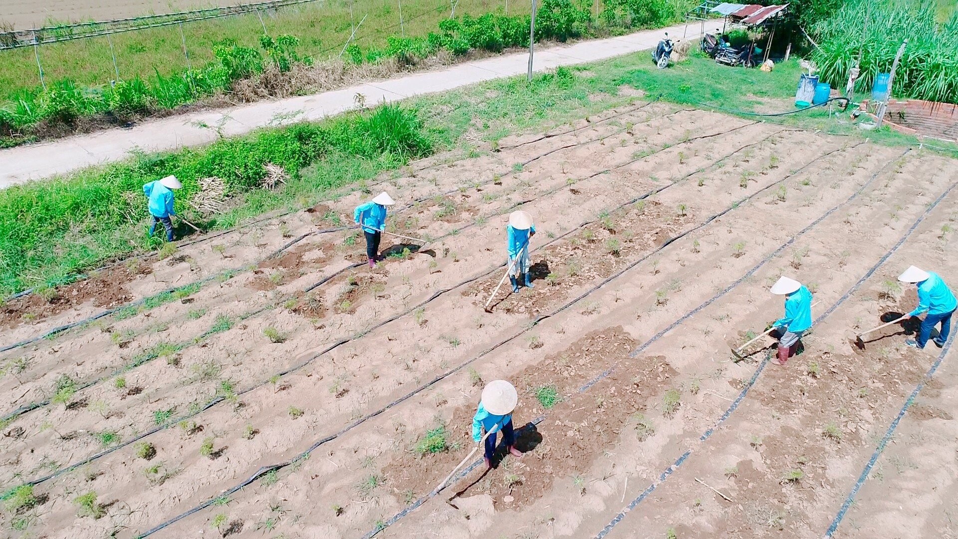 Vườn thảo dược tạo ra những vật phẩm có giá trị cao. Ảnh: Đăng Lâm. Vườn thảo dược tạo ra những vật phẩm có giá trị cao. Ảnh: Đăng Lâm.