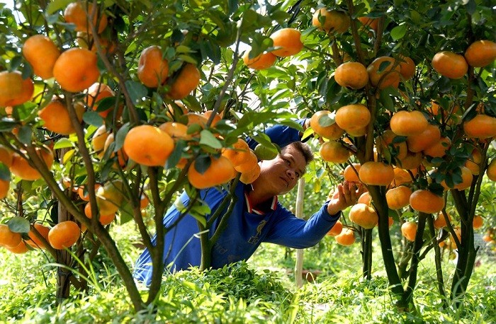 Khó khăn trong quản lý giống cây ăn quả Khó khăn trong quản lý giống cây ăn quả