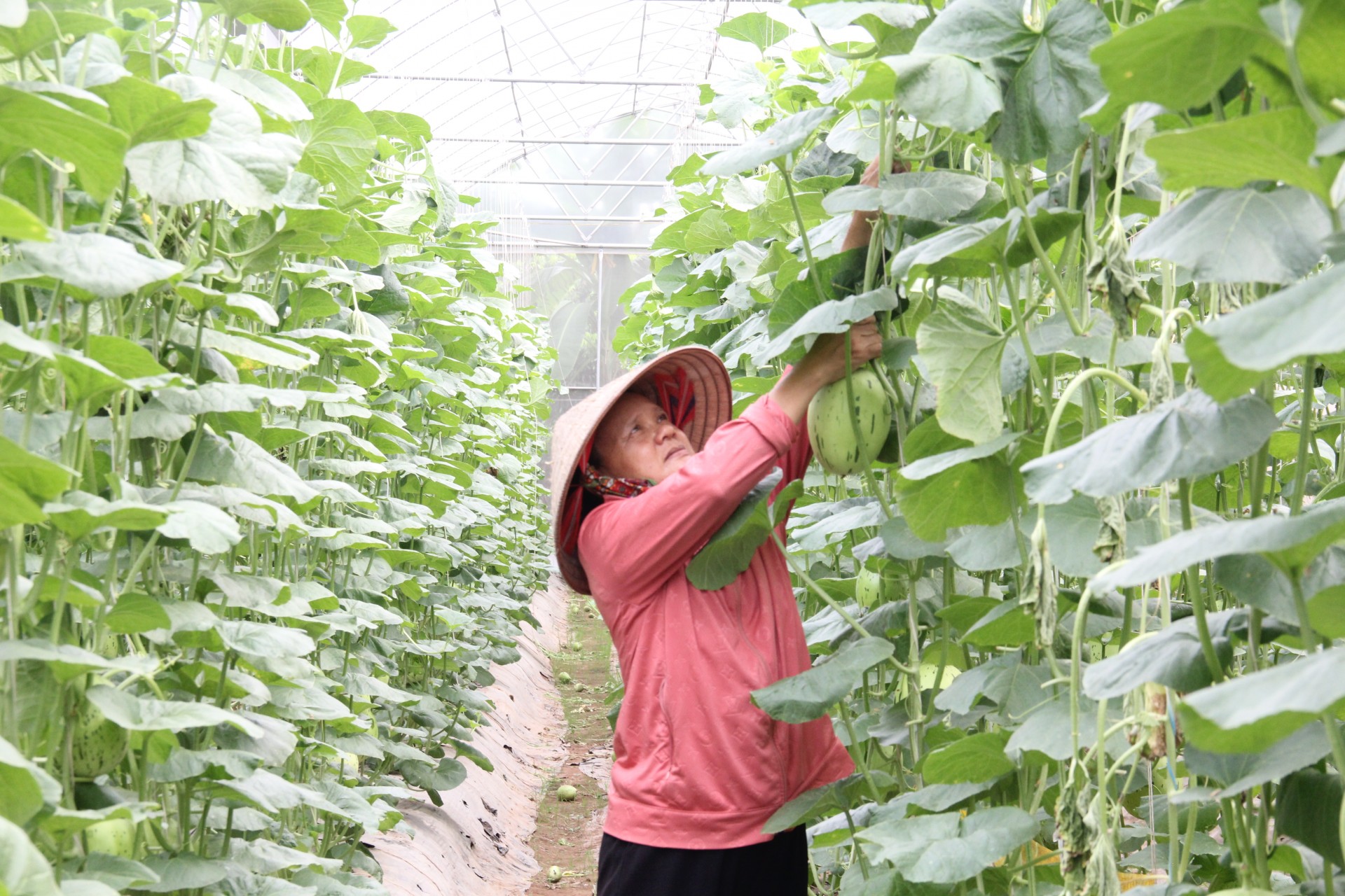 Liên kết chuỗi góp phần nâng cao thu nhập cho người dân nông thôn Liên kết chuỗi góp phần nâng cao thu nhập cho người dân nông thôn