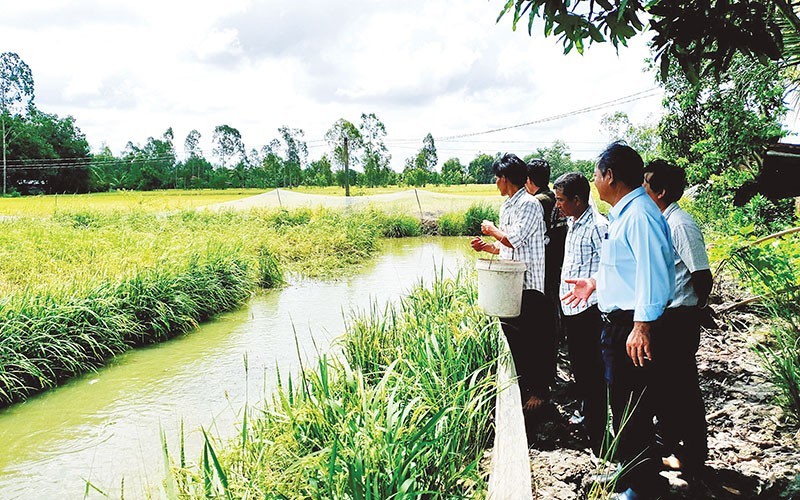 Nuôi cá trong ruộng lúa ở xã Phước Chỉ (thị xã Trảng Bàng).