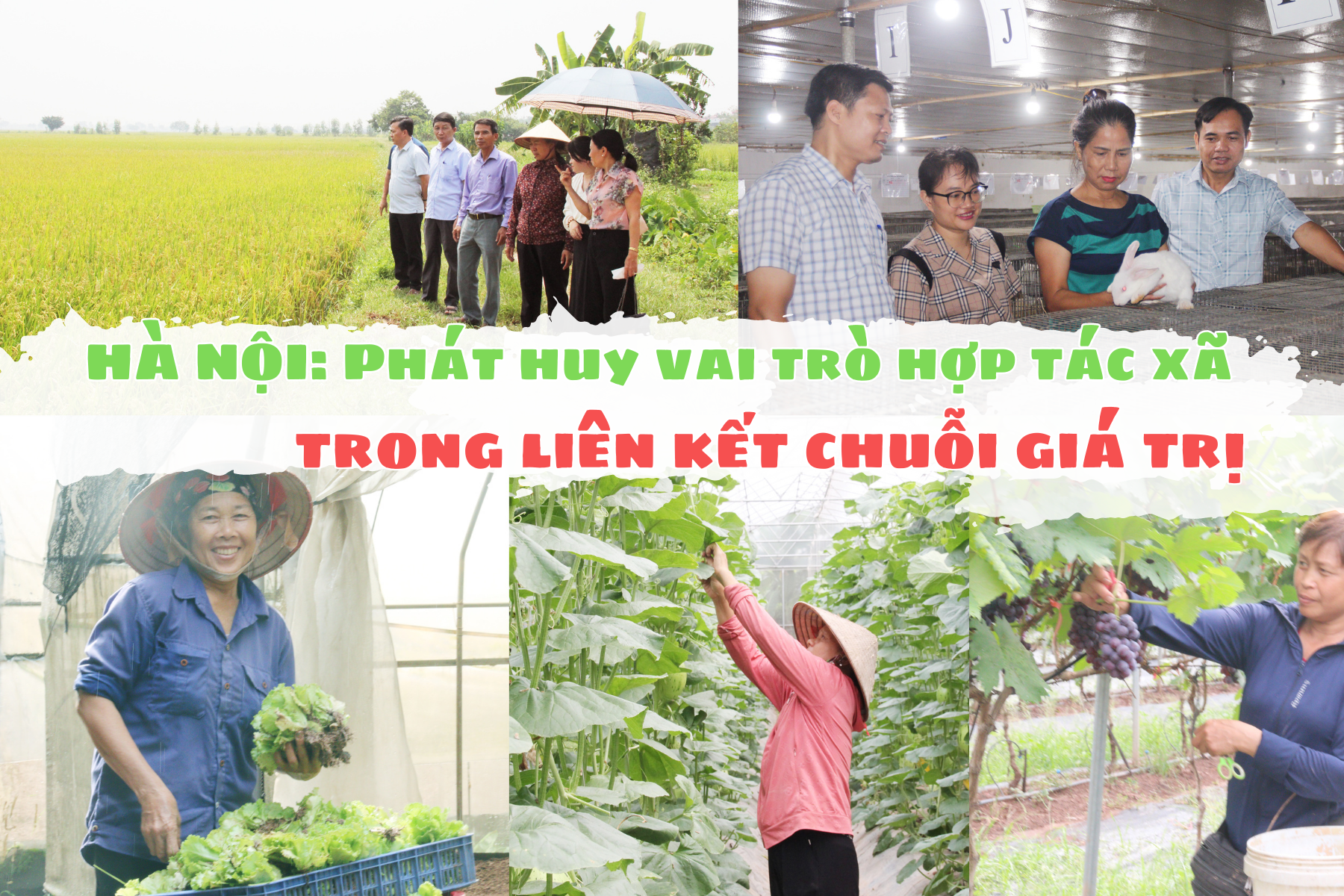 Hà Nội: Phát huy vai trò hợp tác xã trong liên kết chuỗi giá trị