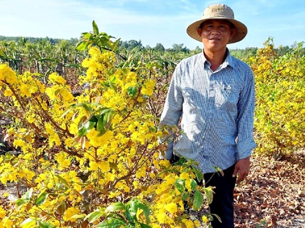 Anh Lê Hữu Thiện, Giám đốc HTX Hoa mai vàng Bình Lợi, bên cây mai vàng đang trổ bông.