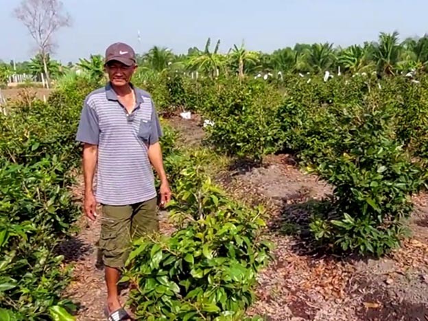 Một thương lái đang tìm mua mai tại làng mai Bình Lợi.