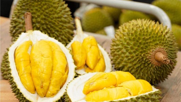 Sầu riêng Đắk Lắk vào mùa