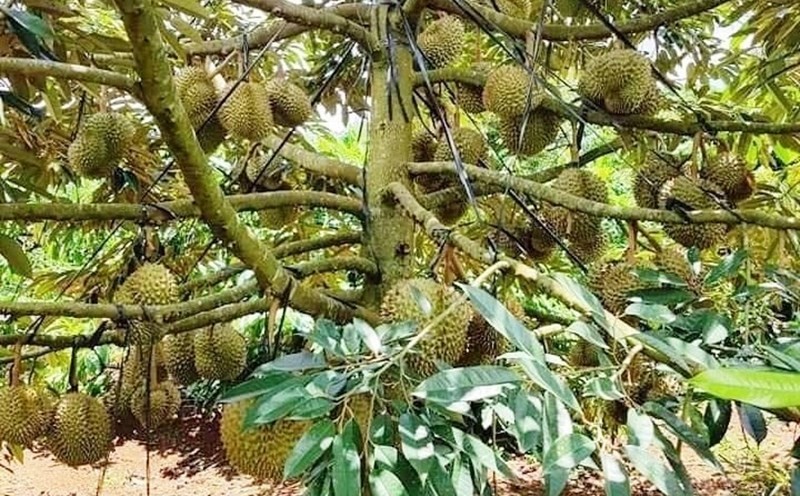 Sầu riêng Đắk Lắk vào mùa