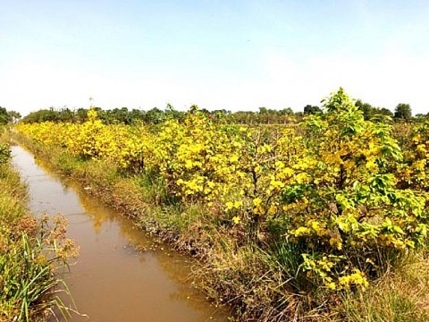 Làng nghề non trẻ trên vũng phèn