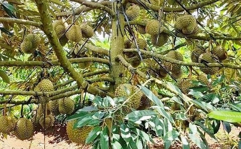 Sầu riêng Đắk Lắk vào mùa